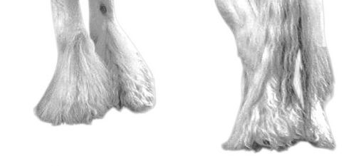 Mitey Feathers Conditioning Spray - 500ml